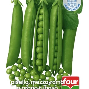 Pisello mezza rama a grano rugoso “Preference” – varietà ideale per surgelazione con baccelli verdi e pieni