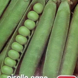 Pisello nano a grano rugoso Progress N.9 selezione Serio – varietà precoce con baccelli pieni, marchio Four.